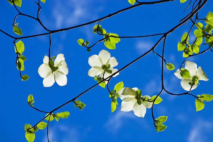 Dogwood mariposa