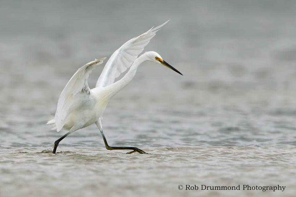 Little Egret