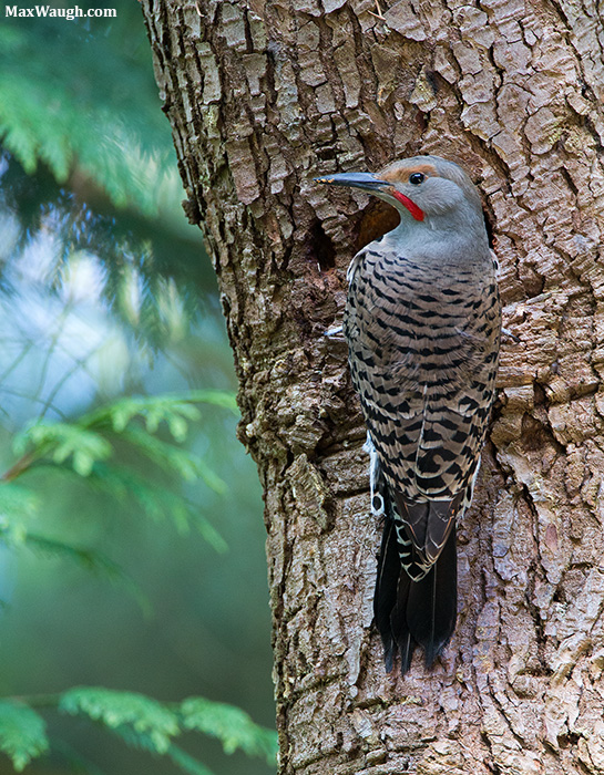Northern Flicker