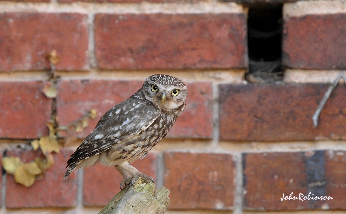 Little Owl+repost