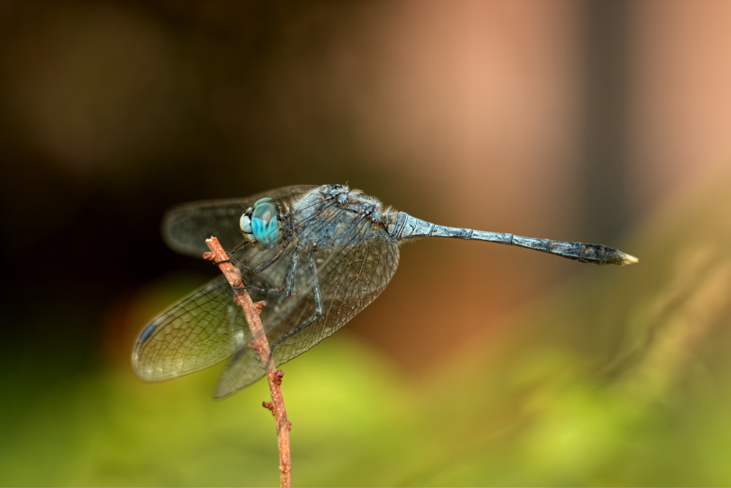 Ground Skimmer - Male