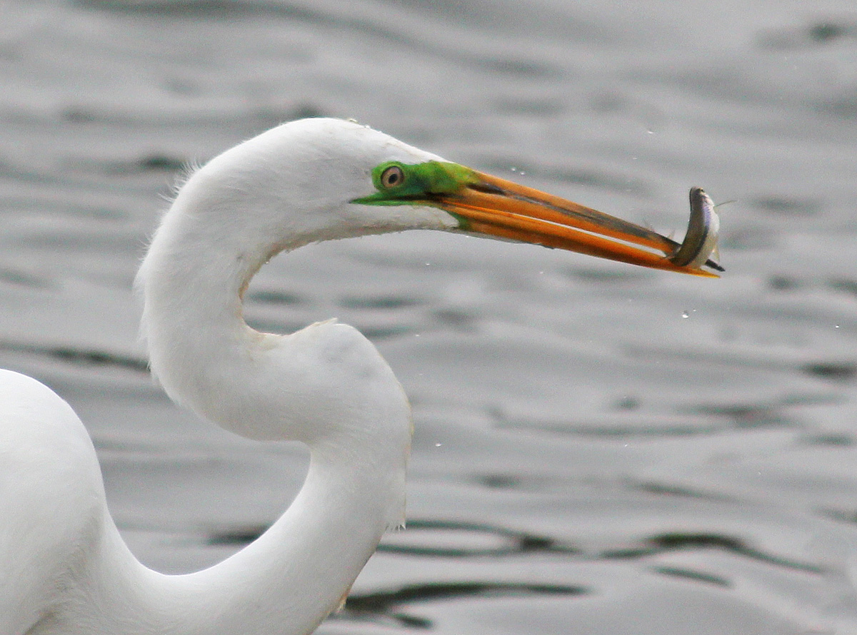 Egret with Fish
