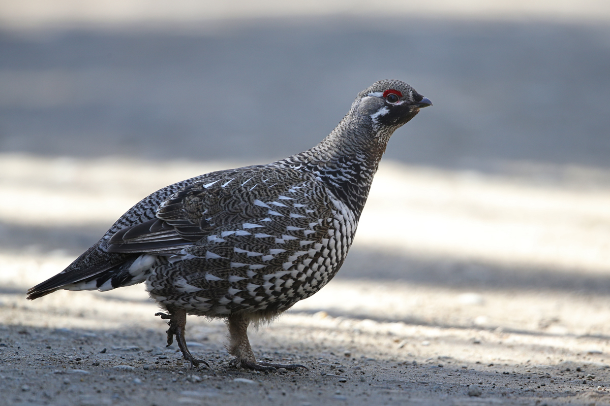 Spruce Grouse