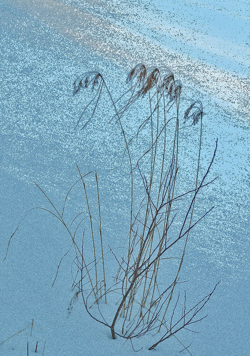 Winter     scene