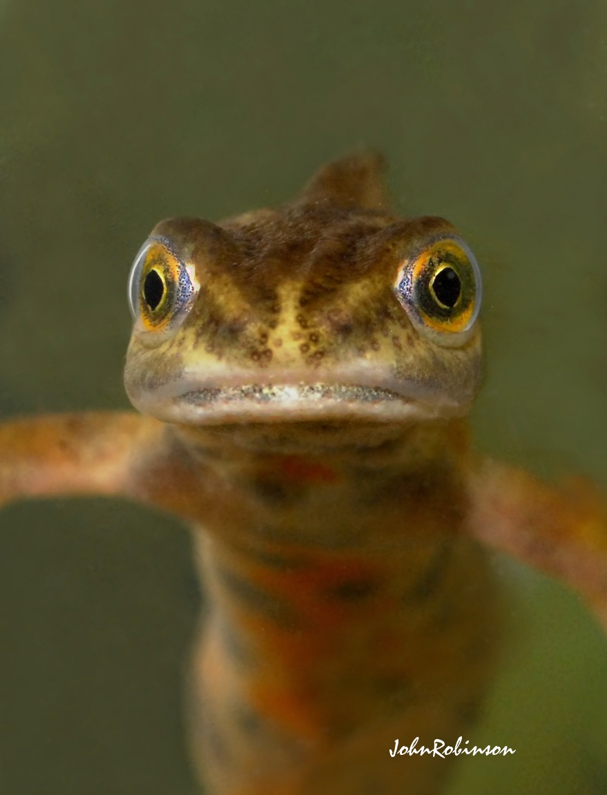 Miserable Newt !