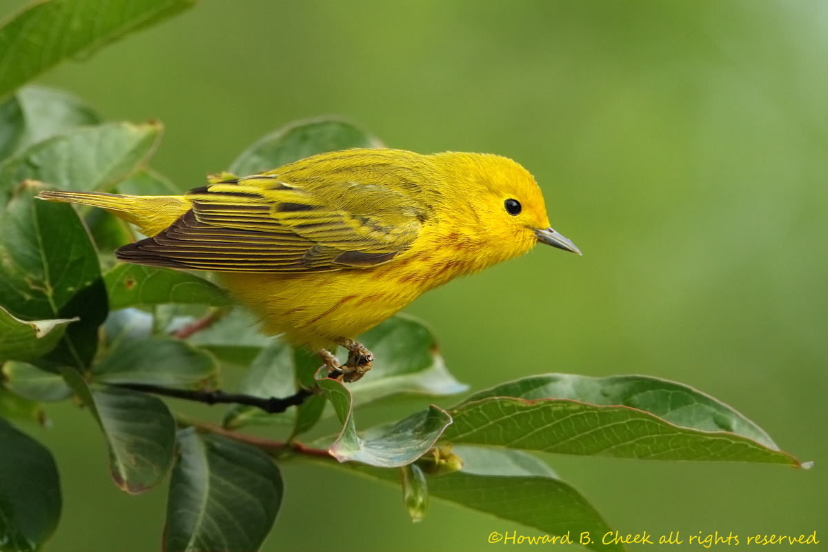 American Yellow Warbler