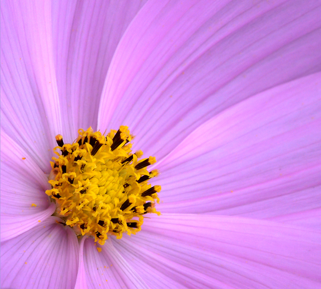 Cosmos  Closeup