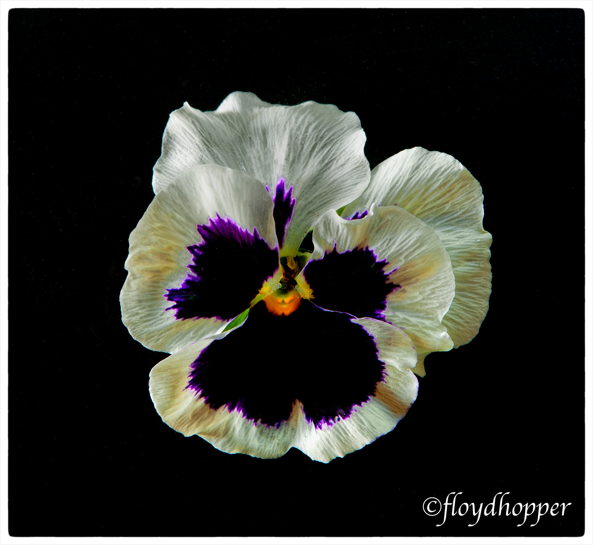 Pansy Face