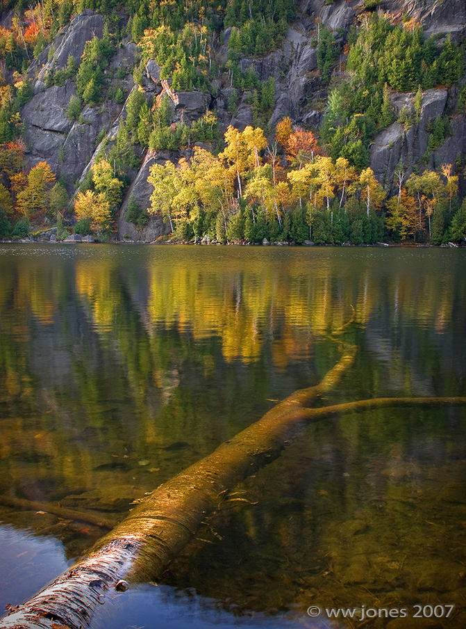 Birch Down in The Pond