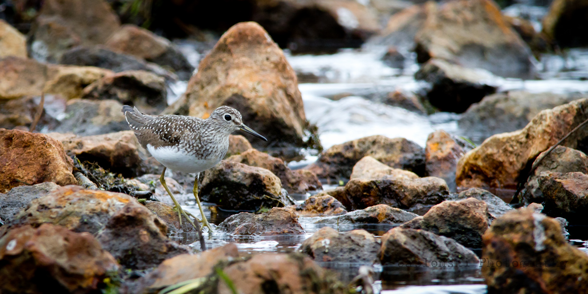 Solitary Sandpiper