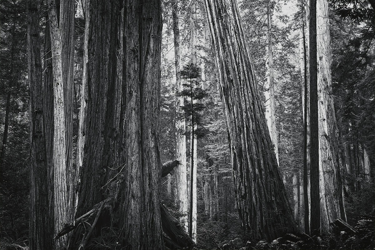 Future Giant w/Repost