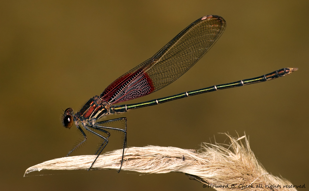American Rubyspot (male)
