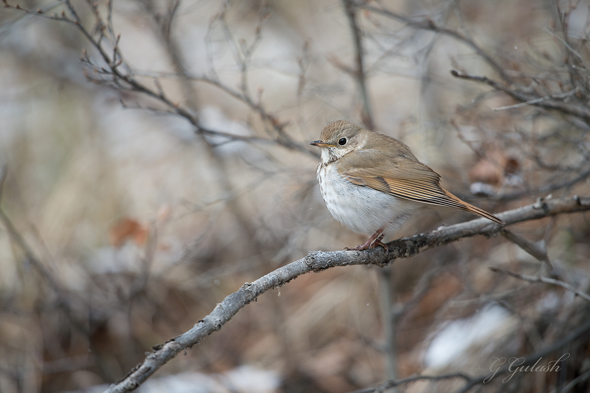 Hermit Thrush
