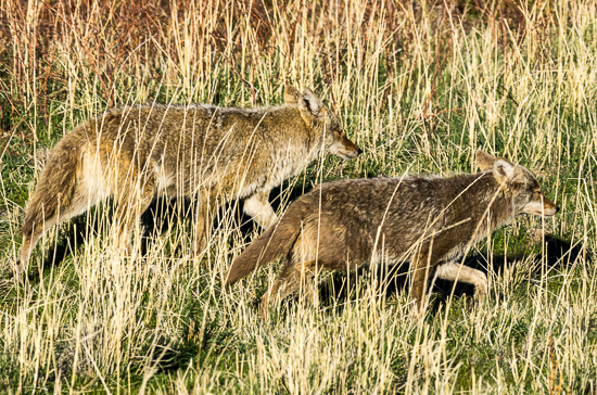 Coyotes on the Hunt