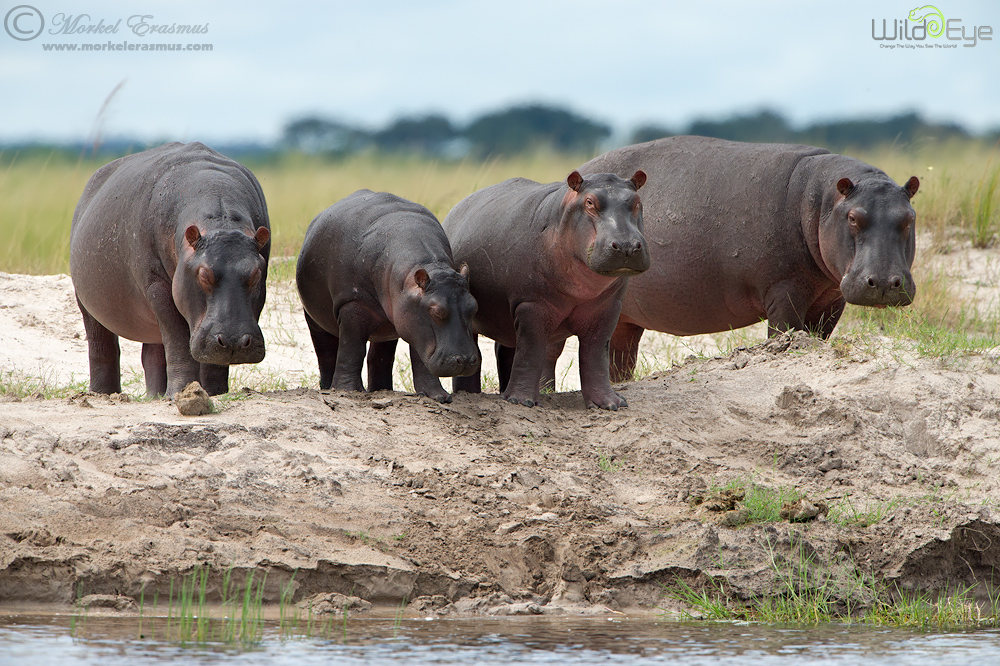 Hippo Foursome