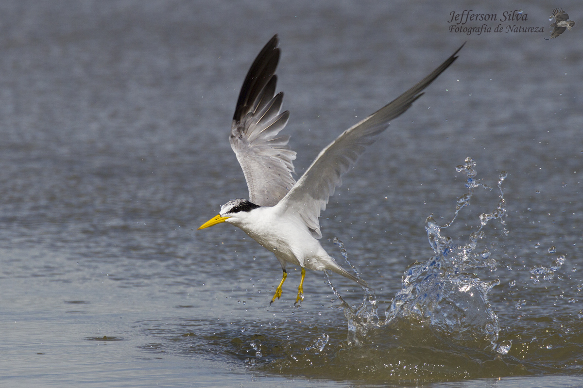 Yellow-billed Tern