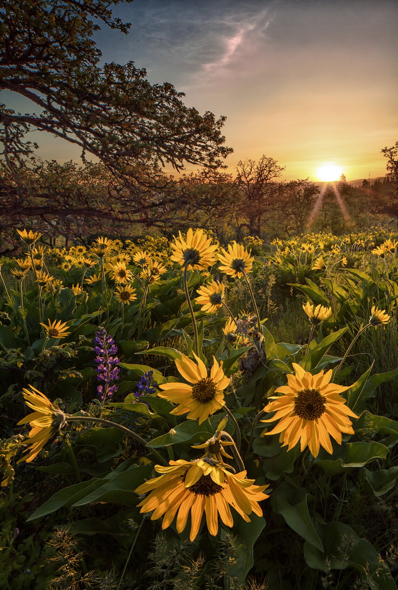 Memaloose Hills Dawn