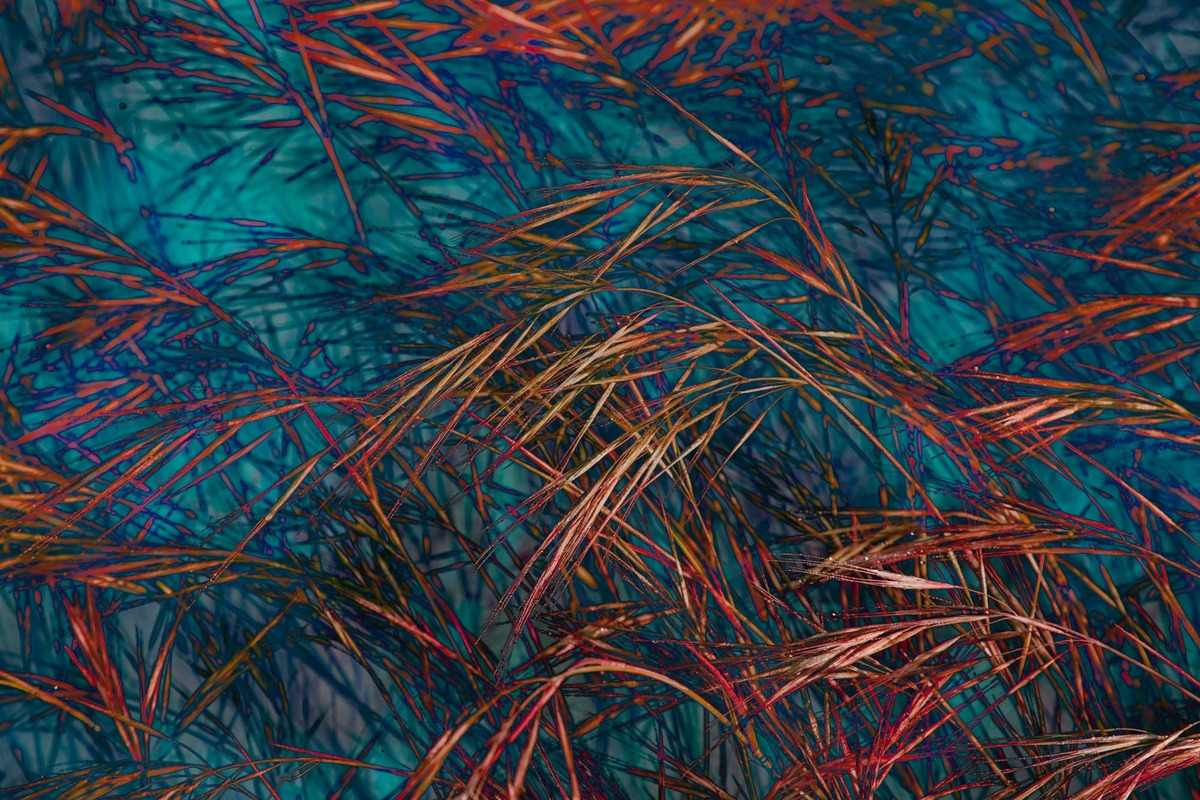 Grass