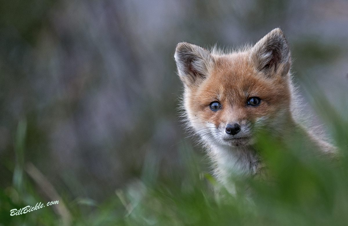 Curious KIT 