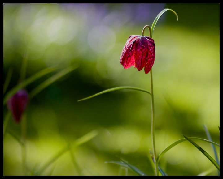 Fritillary