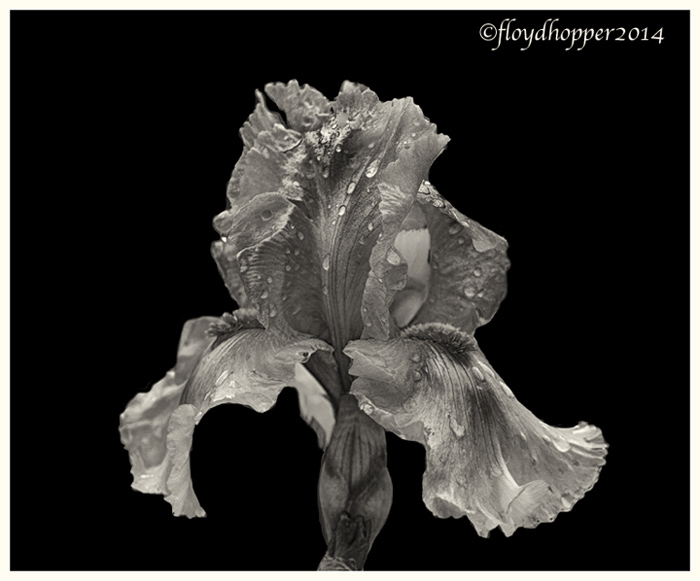 Iris