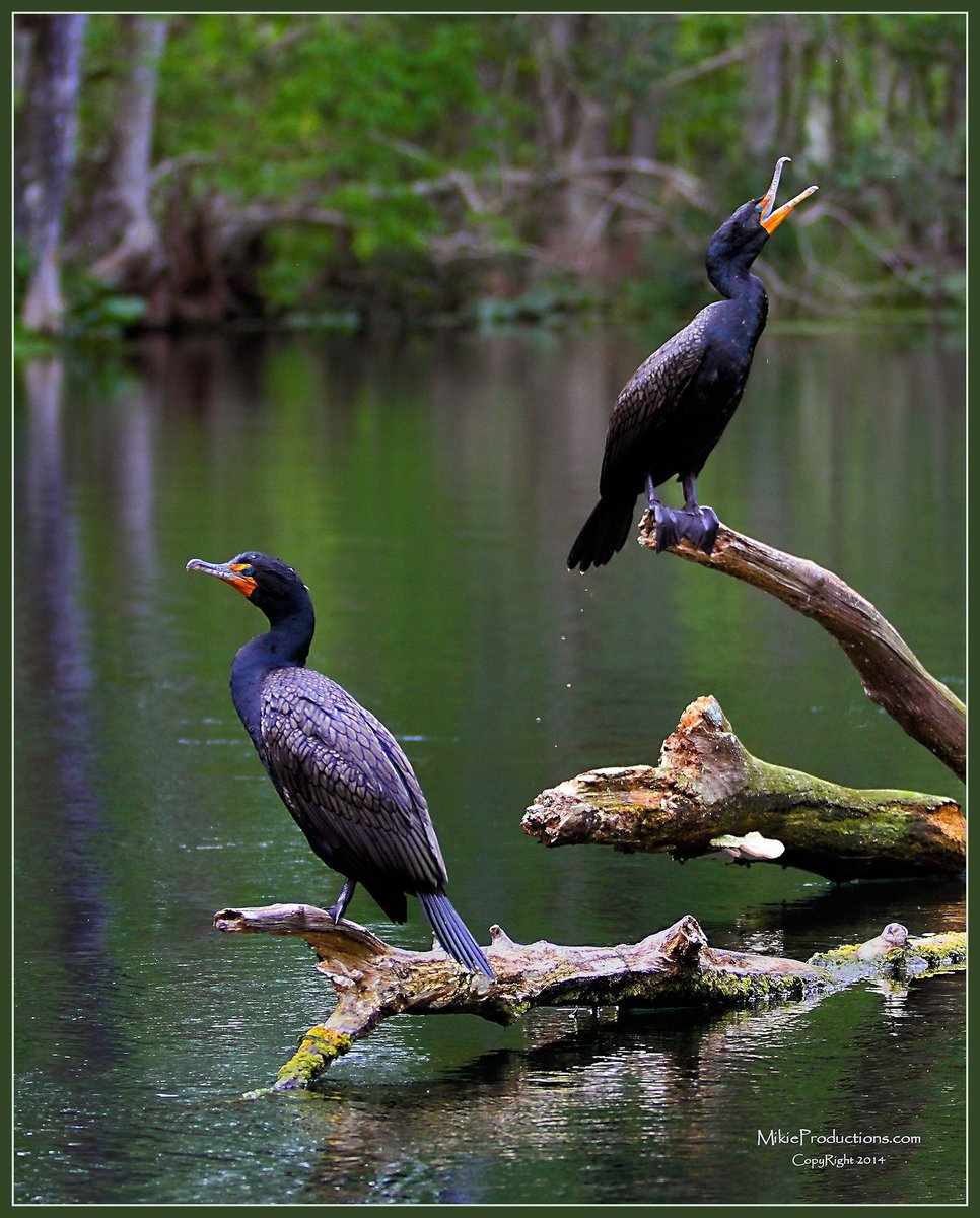 'Cormorant Calling'