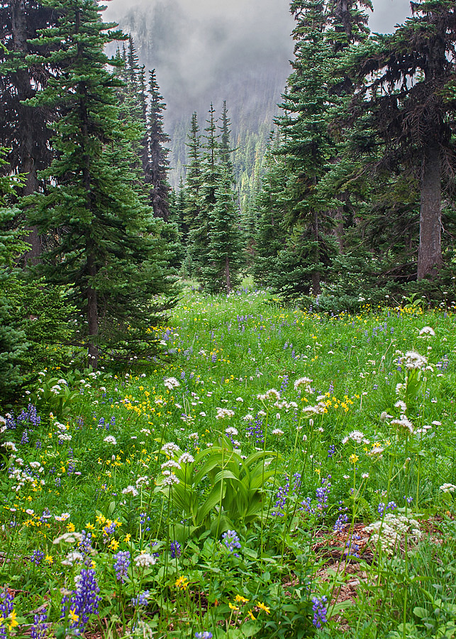 Emerald Meadow + Crop