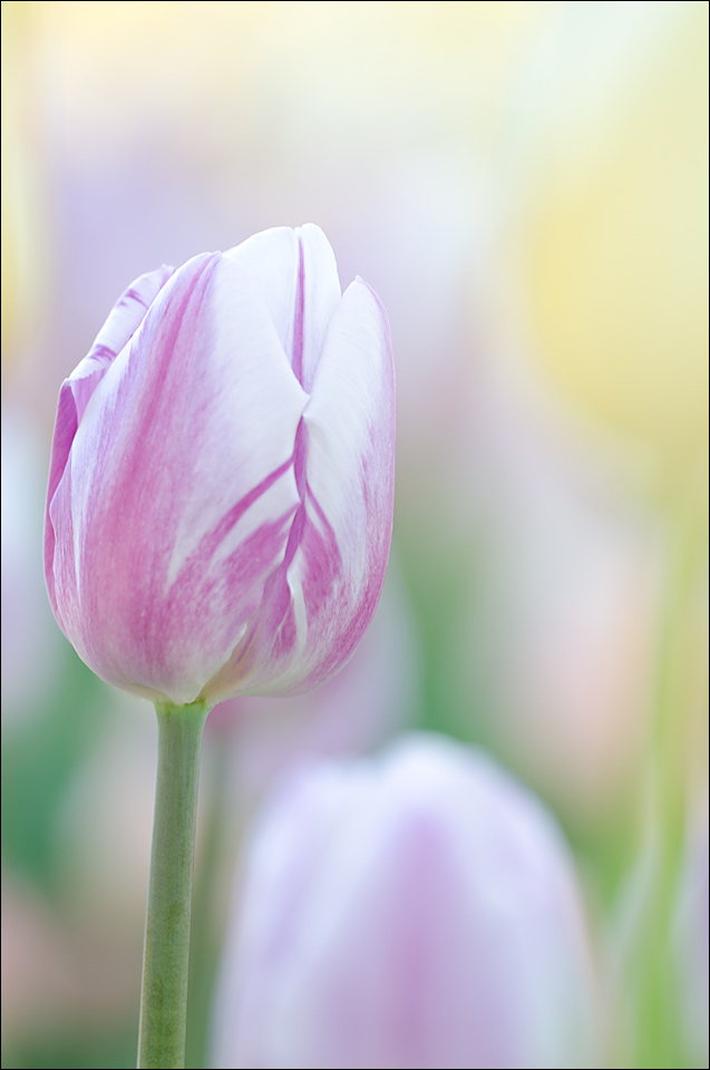 Tulips 7 (two versions)