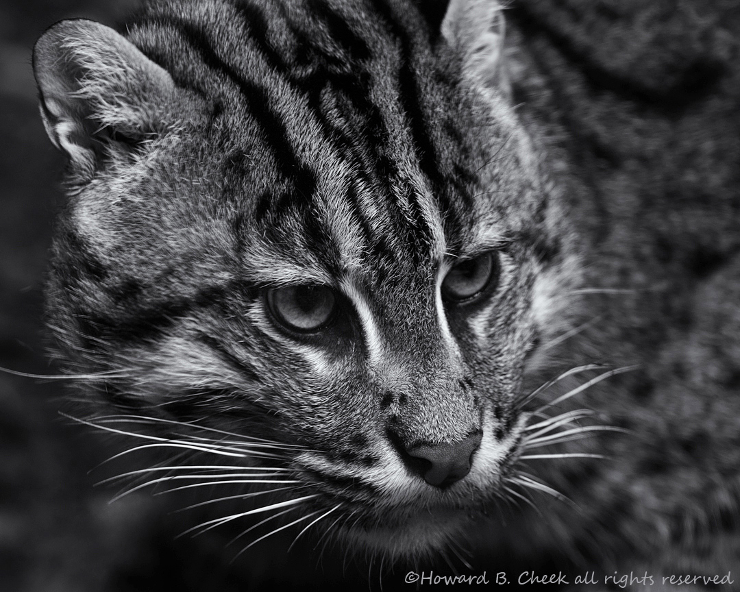 Fishing Cat