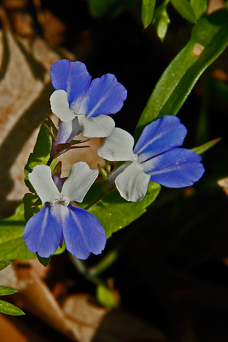 Blue eyed Mary