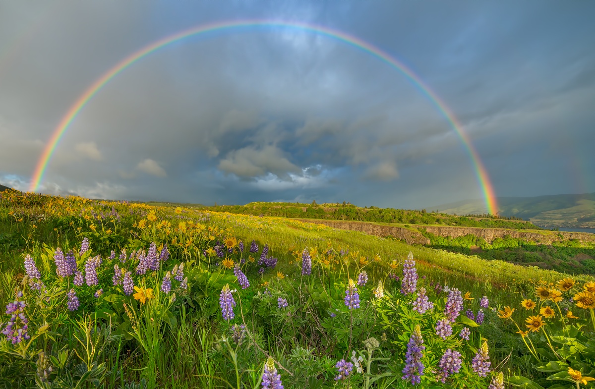 Lupine & Rainbow