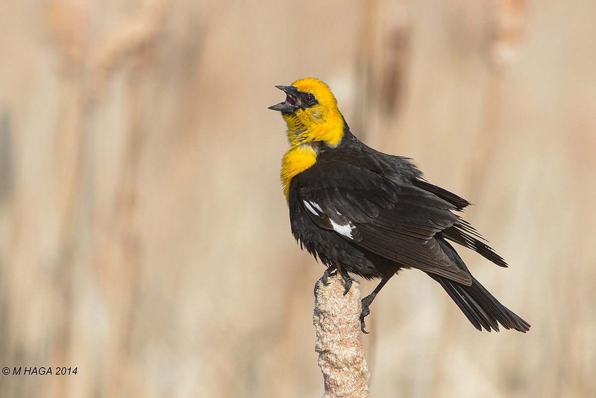Yellow-headed Blackbird