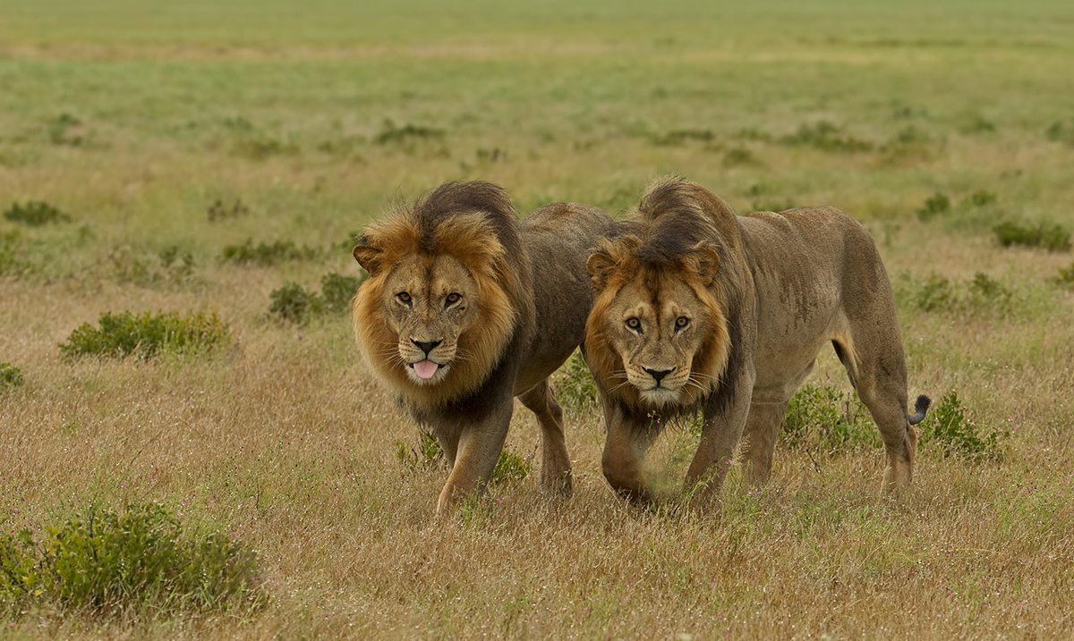 Brothers