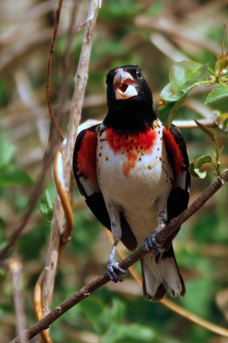 The singer