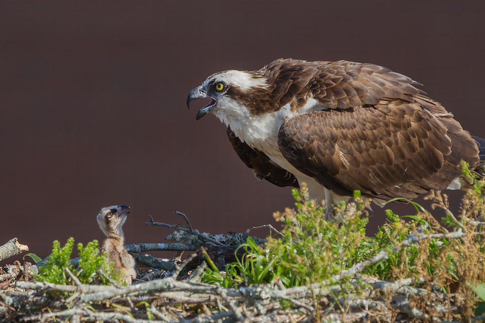 Osprey and chick