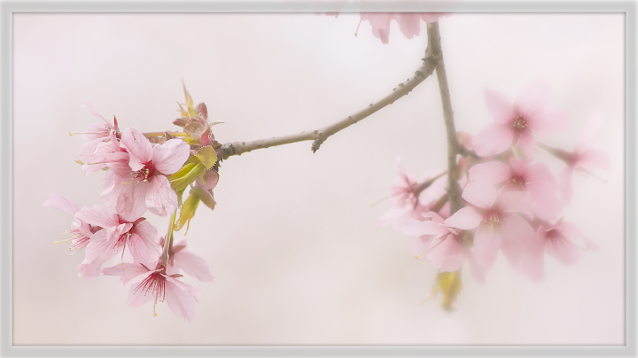 Cherry branches