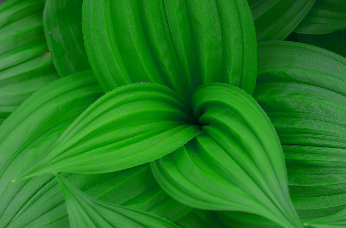 Veratrum  series  # 2