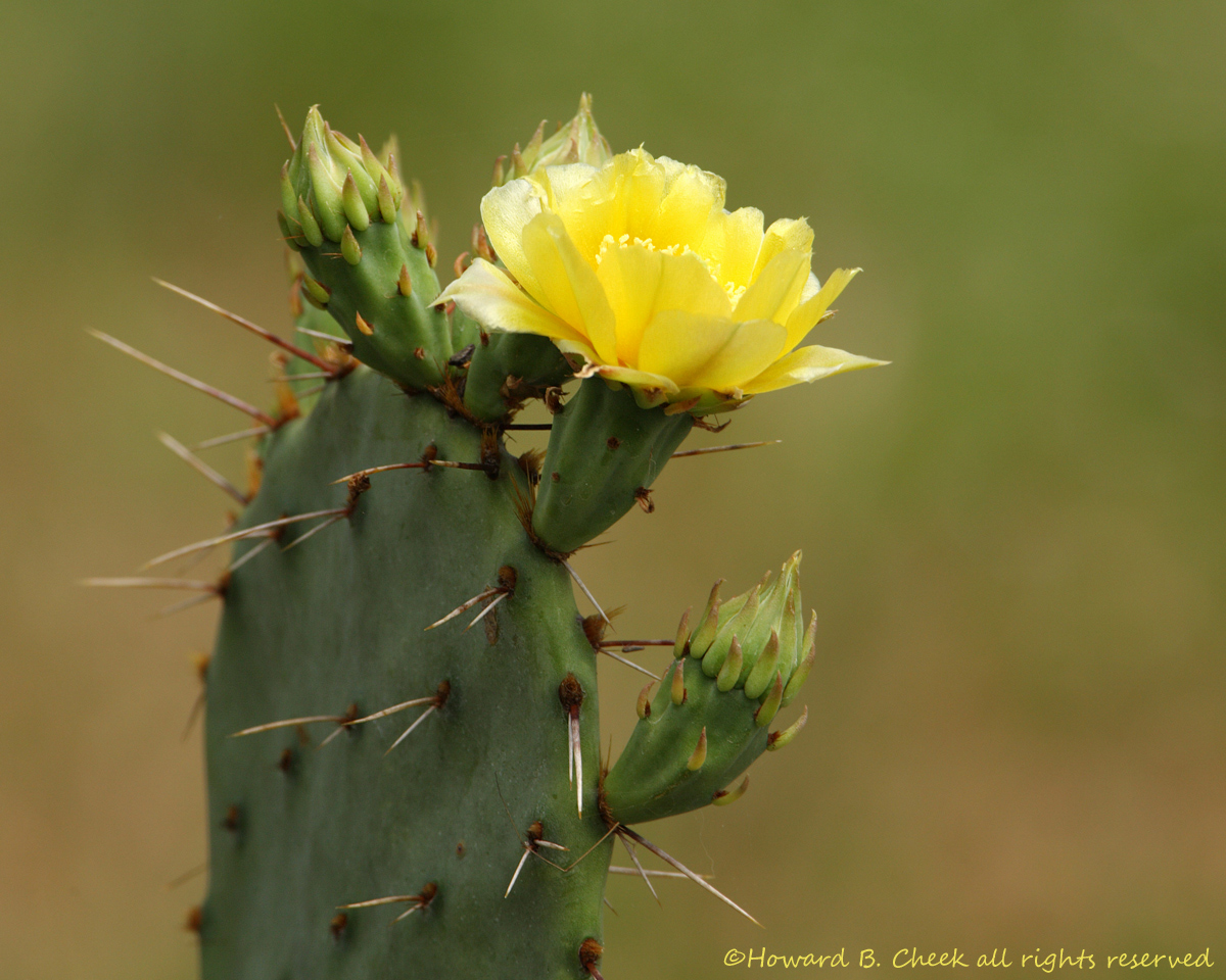 Prickly Pear in May