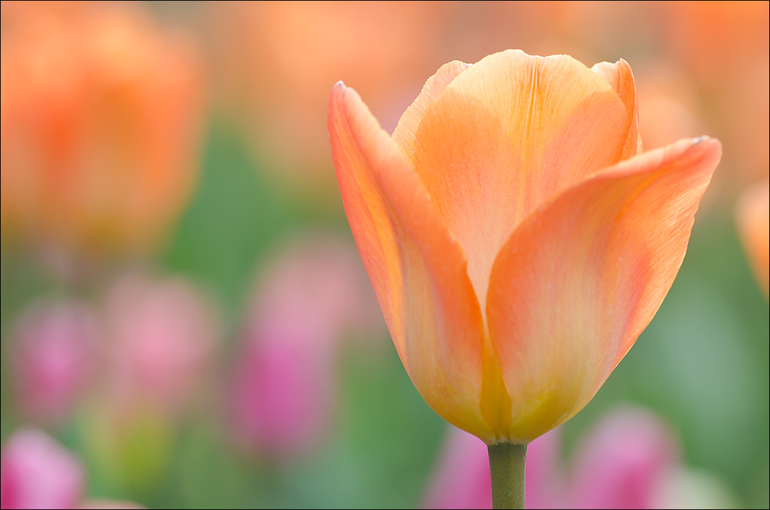 Tulips 8