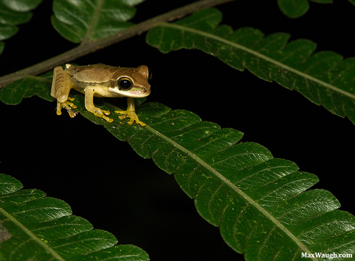 Baby Masked Tree Frog