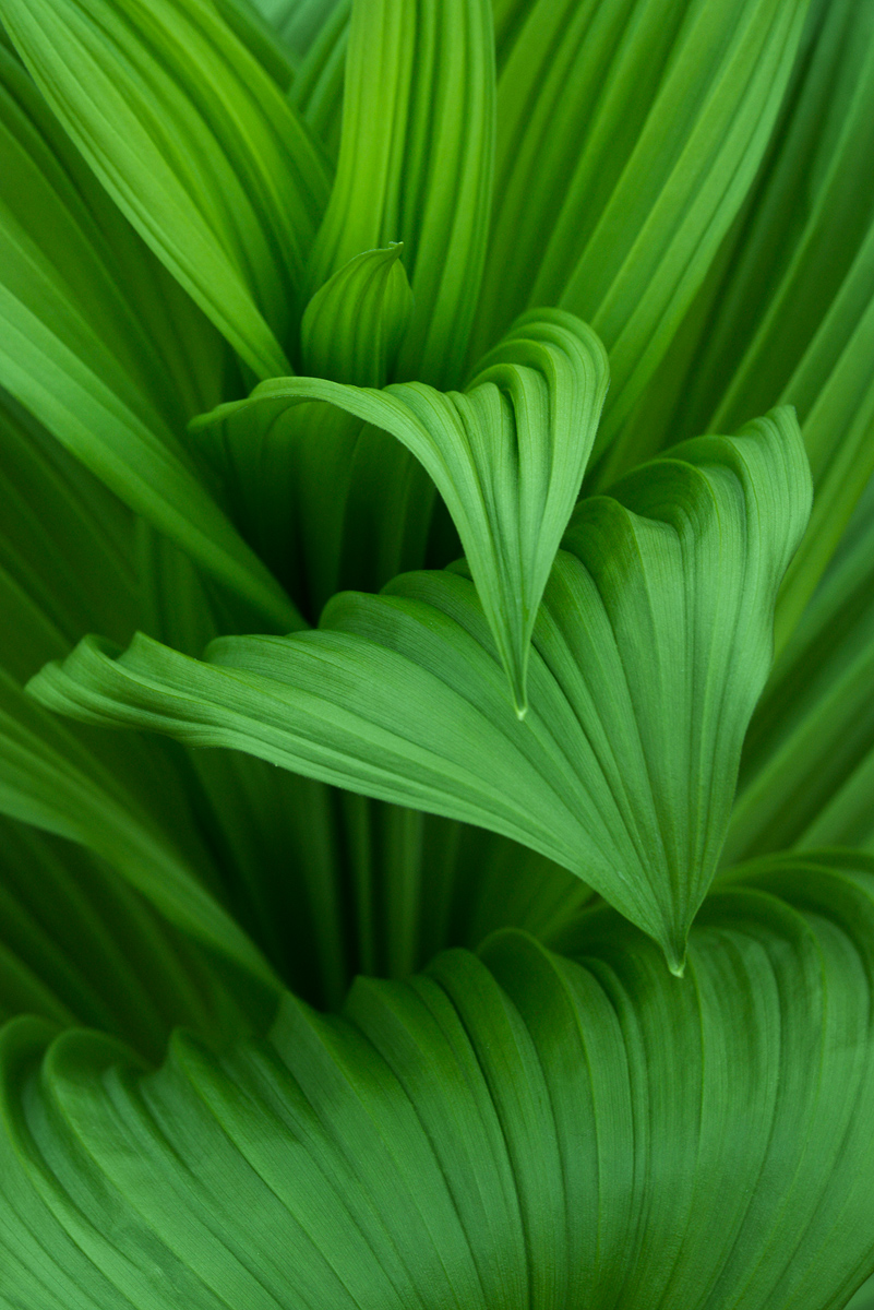  curvaceous  Veratrum 