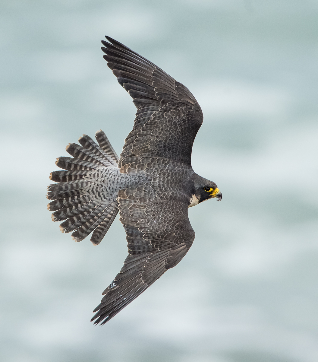 Peregrine Top side View