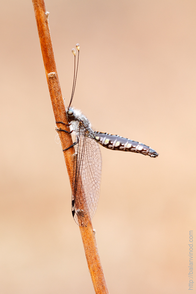 God Loves Insects
