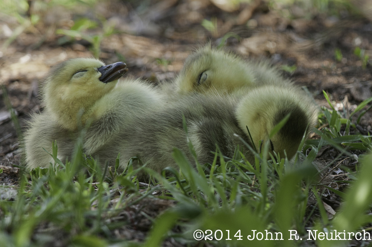 Nap Time!