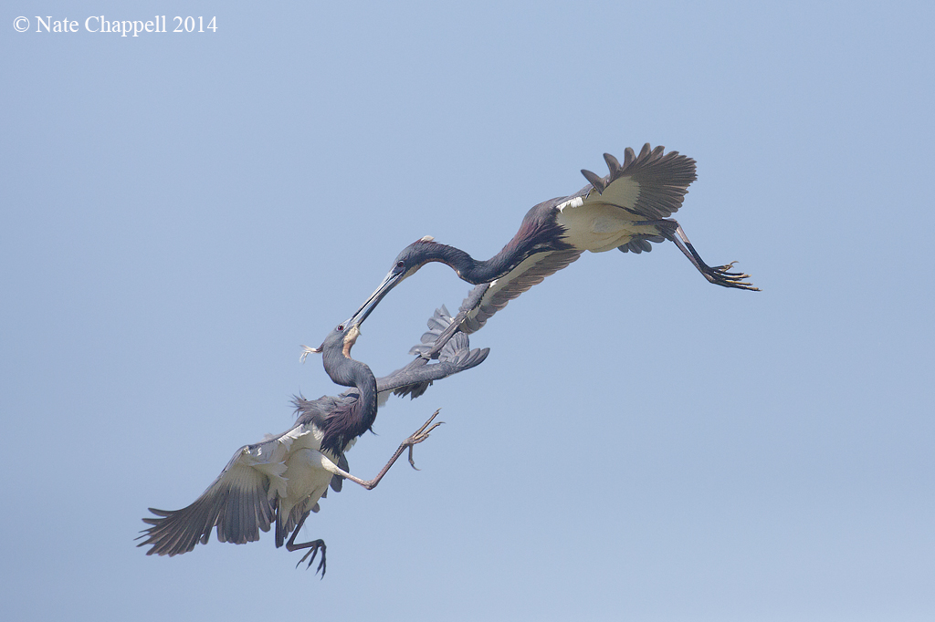 Tricolored Heron Fight