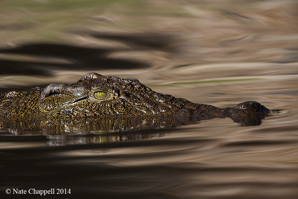 Nile Crocodile