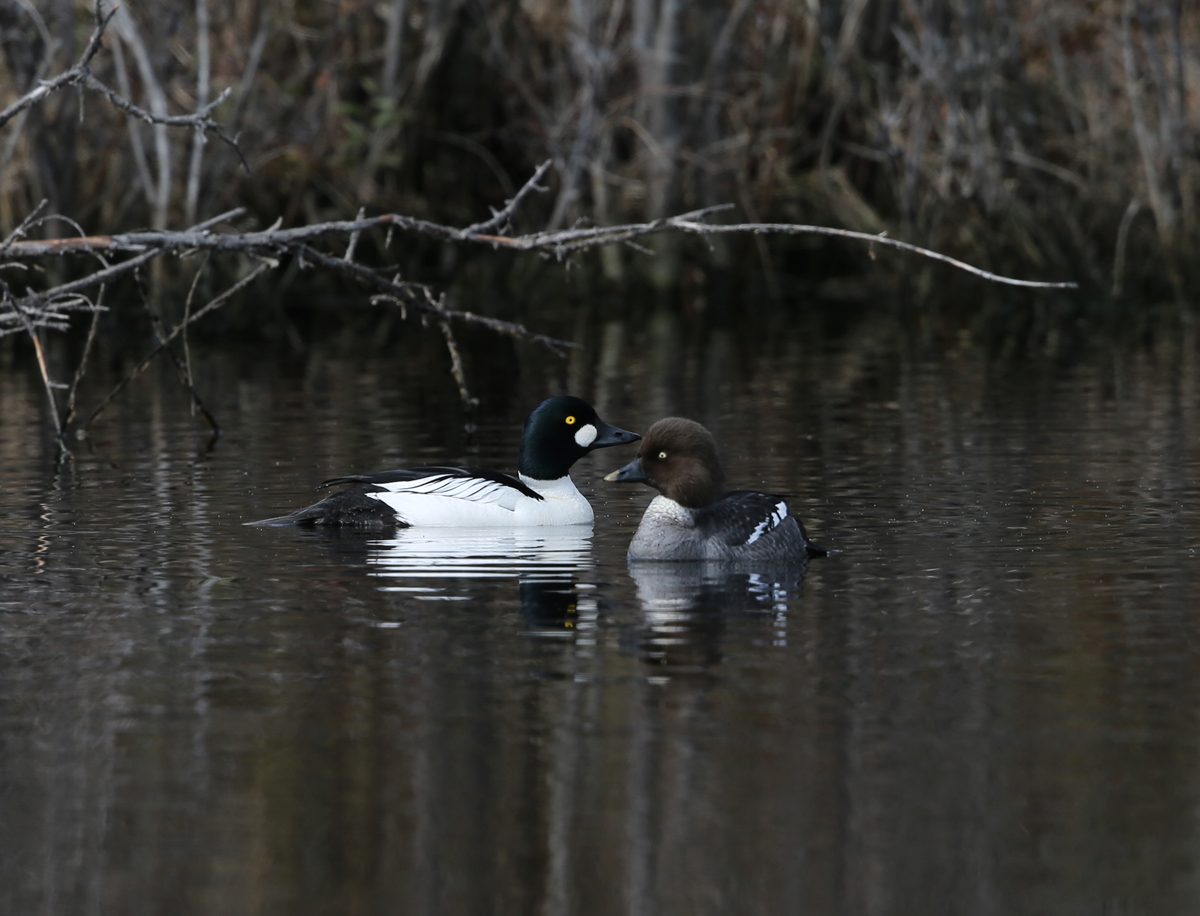 Common Goldeneye Pair