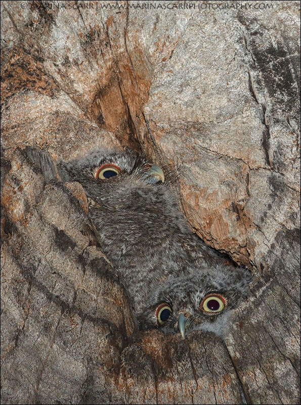 Shy but Curios Owlets