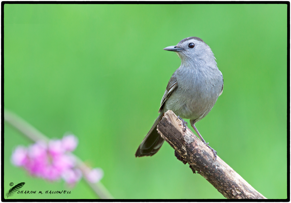 Catbird