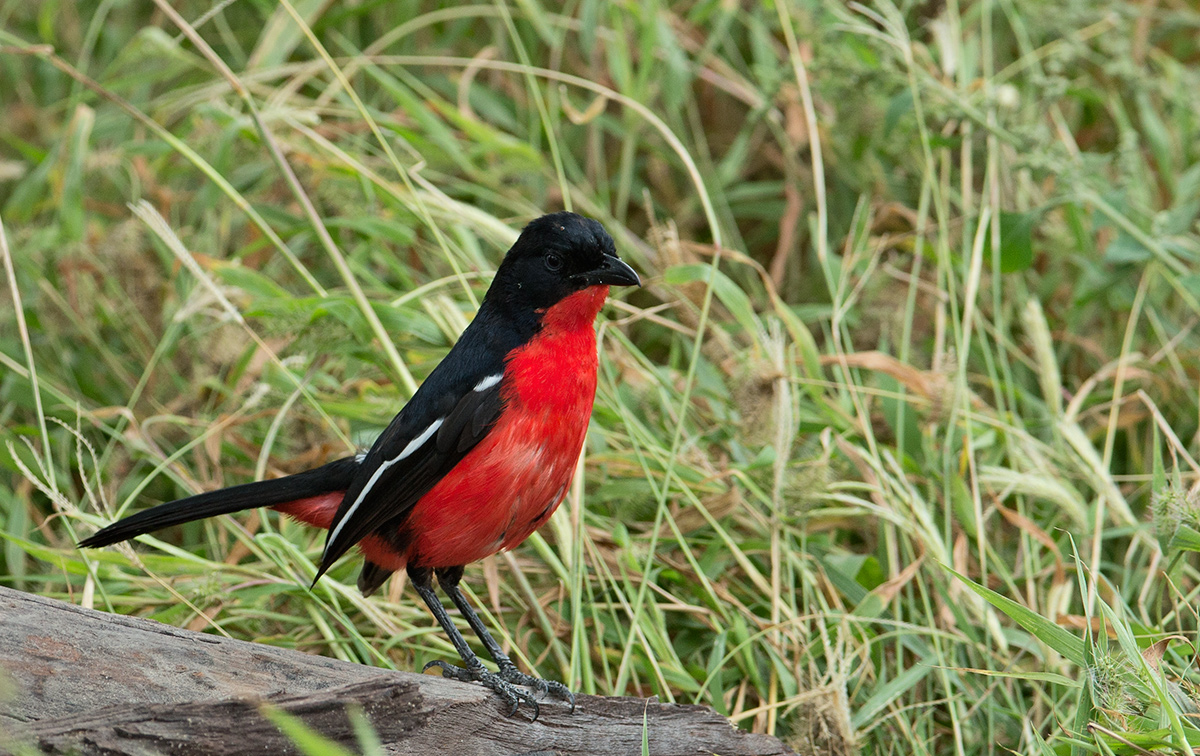 Crimson Breasted Shrike